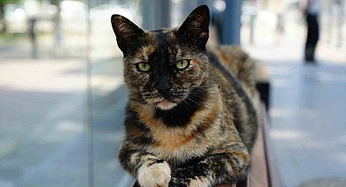 Tramvay durağını mesken tutan kedi, herkesin neşe kaynağı oldu