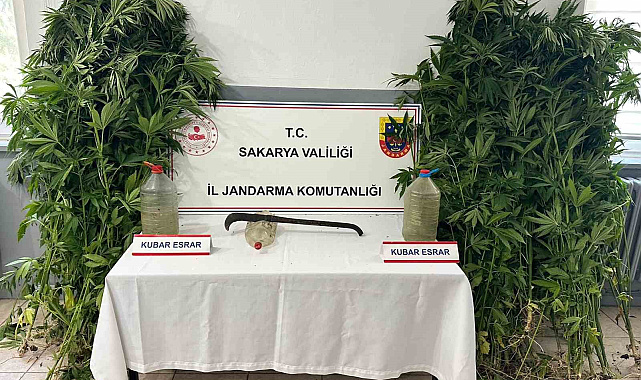 Uyuşturucu operasyonunda 212 kök kenevir ele geçirildi, 3 şüpheli tutuklandı