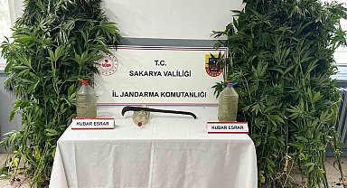 Uyuşturucu operasyonunda 212 kök kenevir ele geçirildi, 3 şüpheli tutuklandı