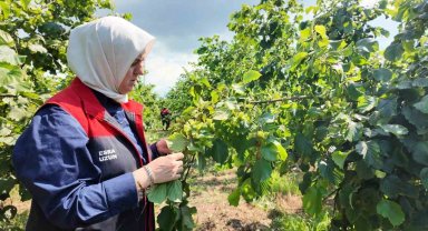 Yeni sezon öncesi fındık bahçelerinde saha incelemeleri sürüyor