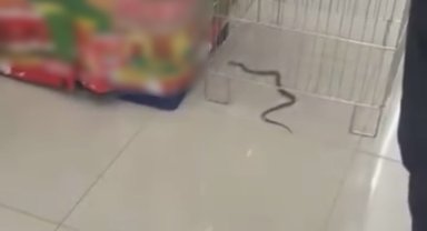 Bolu'da markette yılan paniği: "Şaka sandım"