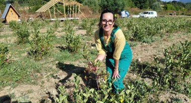 Bolu'da toprakla buluşan şifa kaynağı 'aronya' hasat için gün sayıyor