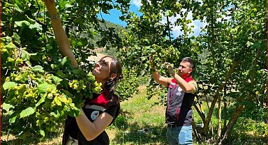 Bolu'nun fındık rekoltesi için sahadan veri toplandı