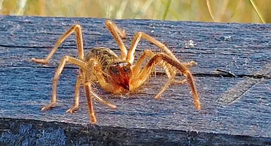 ÇEKİRGE PANİĞİ SÜRERKEN BU KEZ SARIKIZ ORTAYA ÇIKTI! ISIRIĞI CAN YAKIYOR