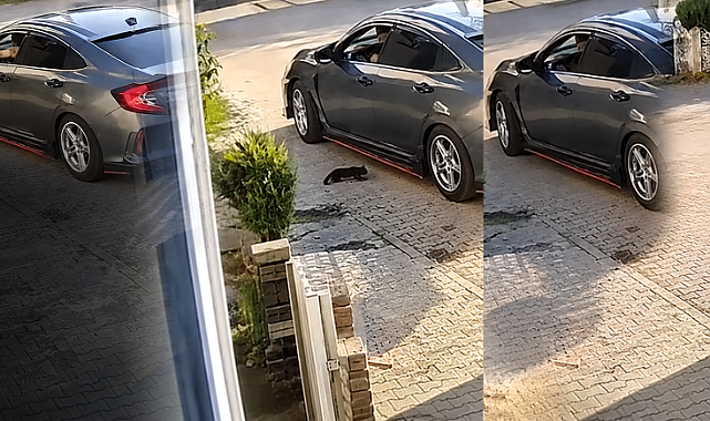 Senin hiç vicdanın yok mu? Yavru kediyi araçtan atıp ezdi