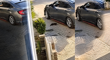 Senin hiç vicdanın yok mu? Yavru kediyi araçtan atıp ezdi