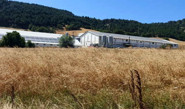 Bolu'da hindi çiftliğinde korkutan yangın: Facianın eşiğinden dönüldü