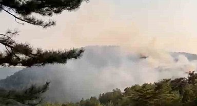 Bolu'da orman yangını
