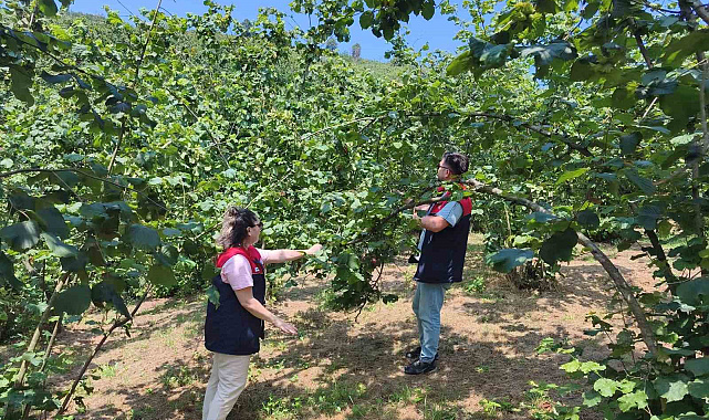 Düzce'de 2026 yılı fındık hasat tarihleri belirlendi