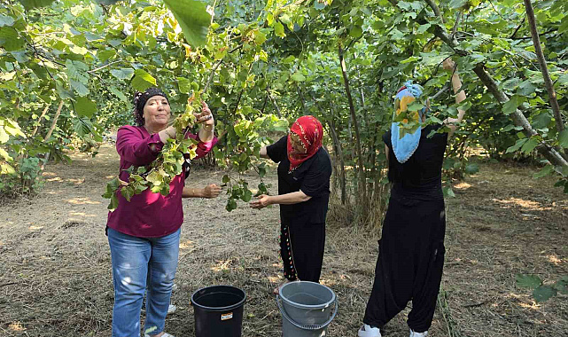 Düzce'nin ovalarında kadınların imece usulü fındık mesaisi başladı
