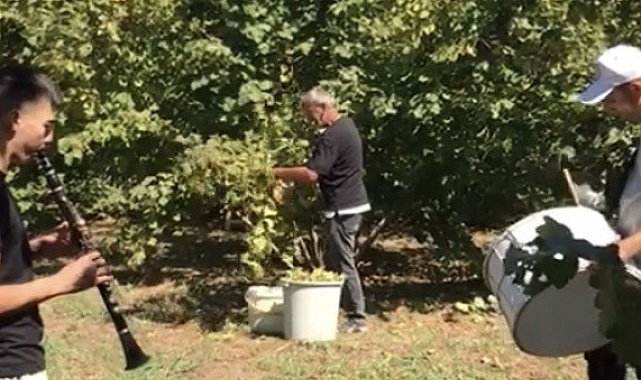 Fındık sezonunu davul ve zurnayla açtılar