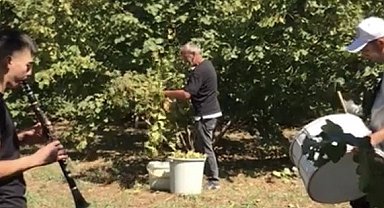 Fındık sezonunu davul ve zurnayla açtılar