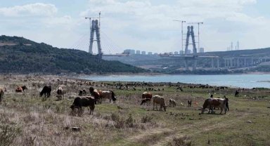 İstanbul Barajlarında kuraklık tehlikesi: Doluluk oranları yüzde 48 seviyesine geriledi