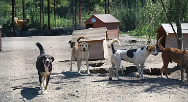 Sakarya'da sahipsiz köpek çalışmaları sonuç verdi! Şikayetler azaldı