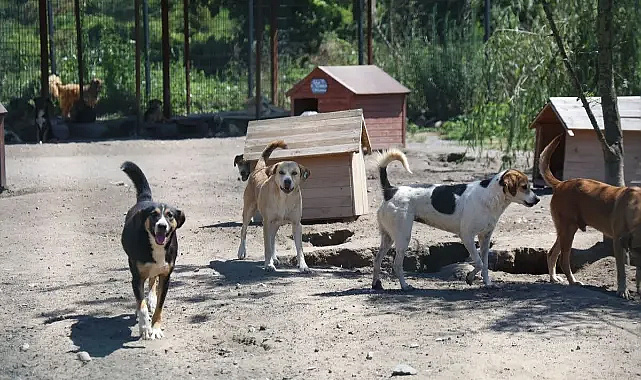 Sakarya'da sahipsiz köpek çalışmaları sonuç verdi! Şikayetler azaldı