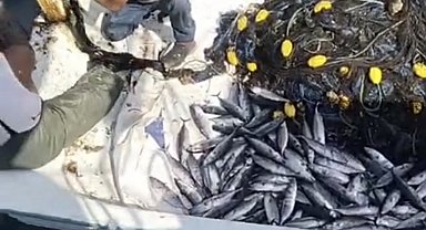 Akçakoca açıklarında palamut bereketi: Tekneler dolu dönüyor