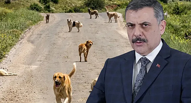 Başıboş köpekler için tarih verildi: 81 ilde çalışmalar ekim sonunda tamamlanacak
