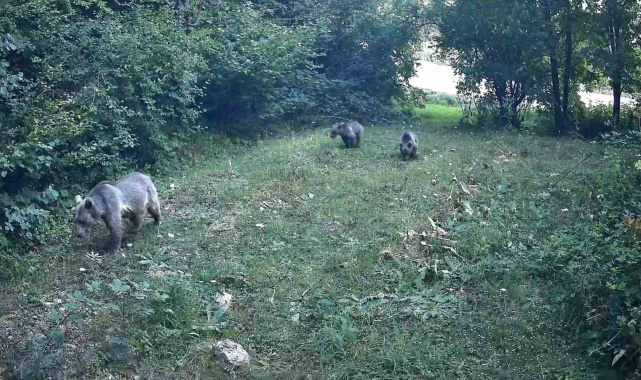 Bolu ormanlarında yaban hayvanları fotokapanlara yansıdı
