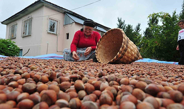 Düzce'den AB ülkelerine 7 bin 192 ton fındık ihraç edildi