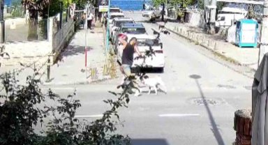 Sarıyer'de başıboş köpekler vatandaşları tedirgin ediyor