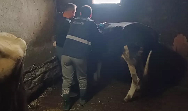 Yığılca'da büyükbaş hayvanlara şap ve bruselloz aşılaması yapıldı