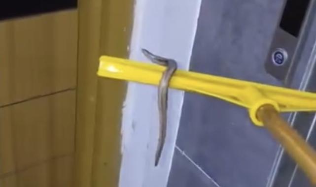 Arnavutköy'de su basan apartmanın bodrum katında yılan paniği
