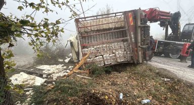 Bolu'da virajı alamayan kamyon devrildi: Onlarca tavuk telef oldu