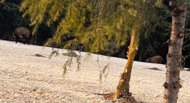 Büyükçekmece'de domuz sürüsü yol kenarına indi