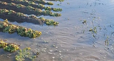 Çiftçinin emeği sular altında kaldı: "Sağlık olsun" dedi
