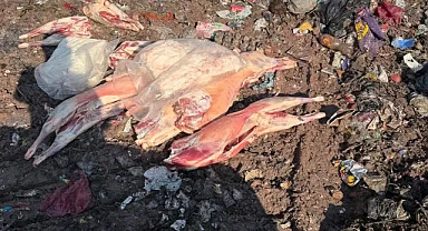 Kuzey Marmara Otoyolu’nda belgesiz et sevkiyatı: 130 kilo et imha edildi