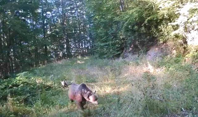 Minik ayılar annelerinin peşinden böyle koştu