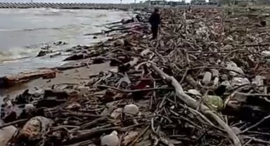 Sağanak sonrası Sakarya Nehri'nden sürüklenen dal ve çalılar sahile vurdu