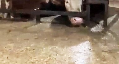 Sular altında kalan ahırdaki hayvanların bekleyişi kamerada